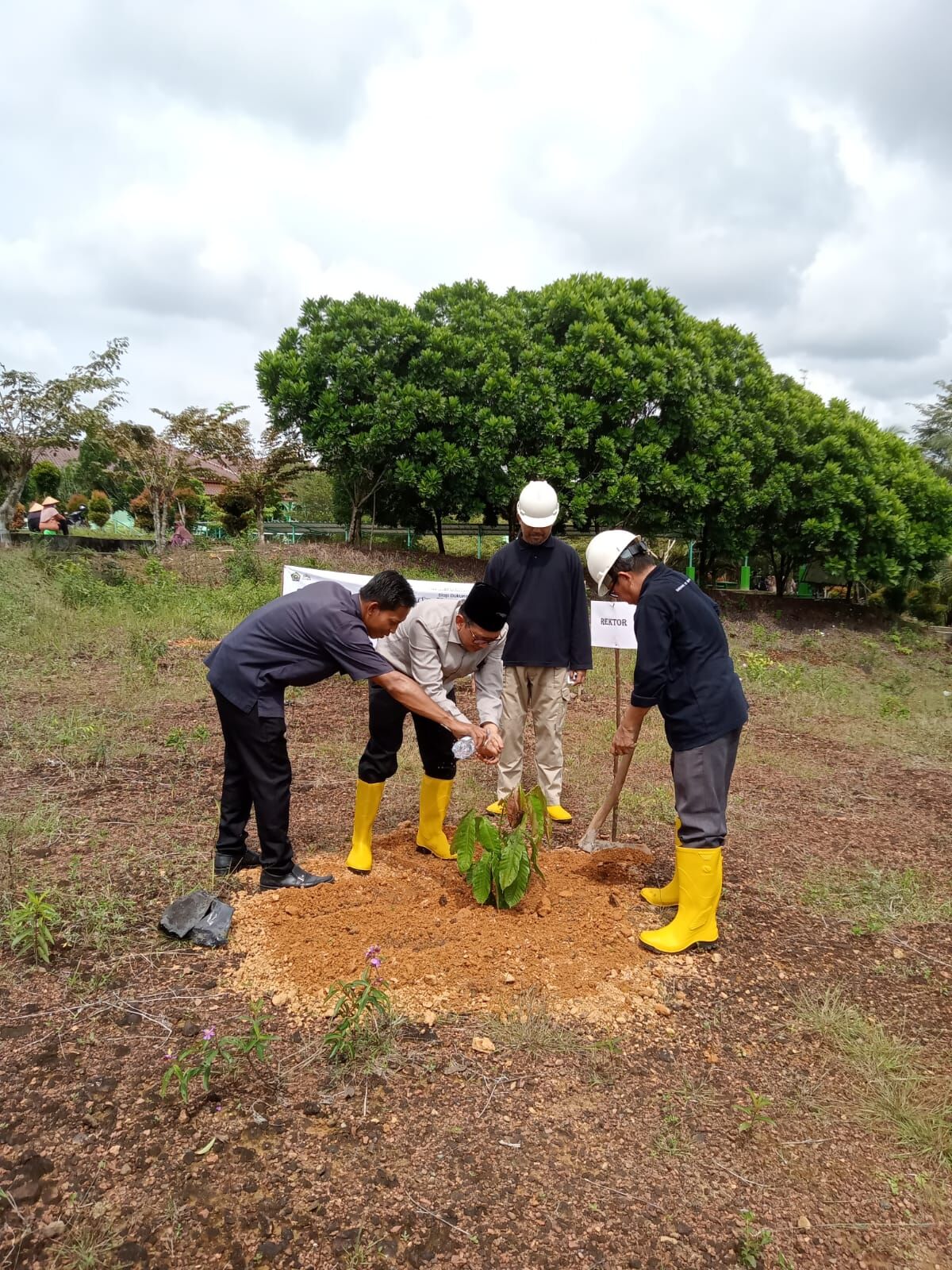 IAIN SAS Bangka Belitung Turut Sukseskan Gerakan Penanaman Sejuta Pohon Matoa, Implementasi Program Ekoteologi