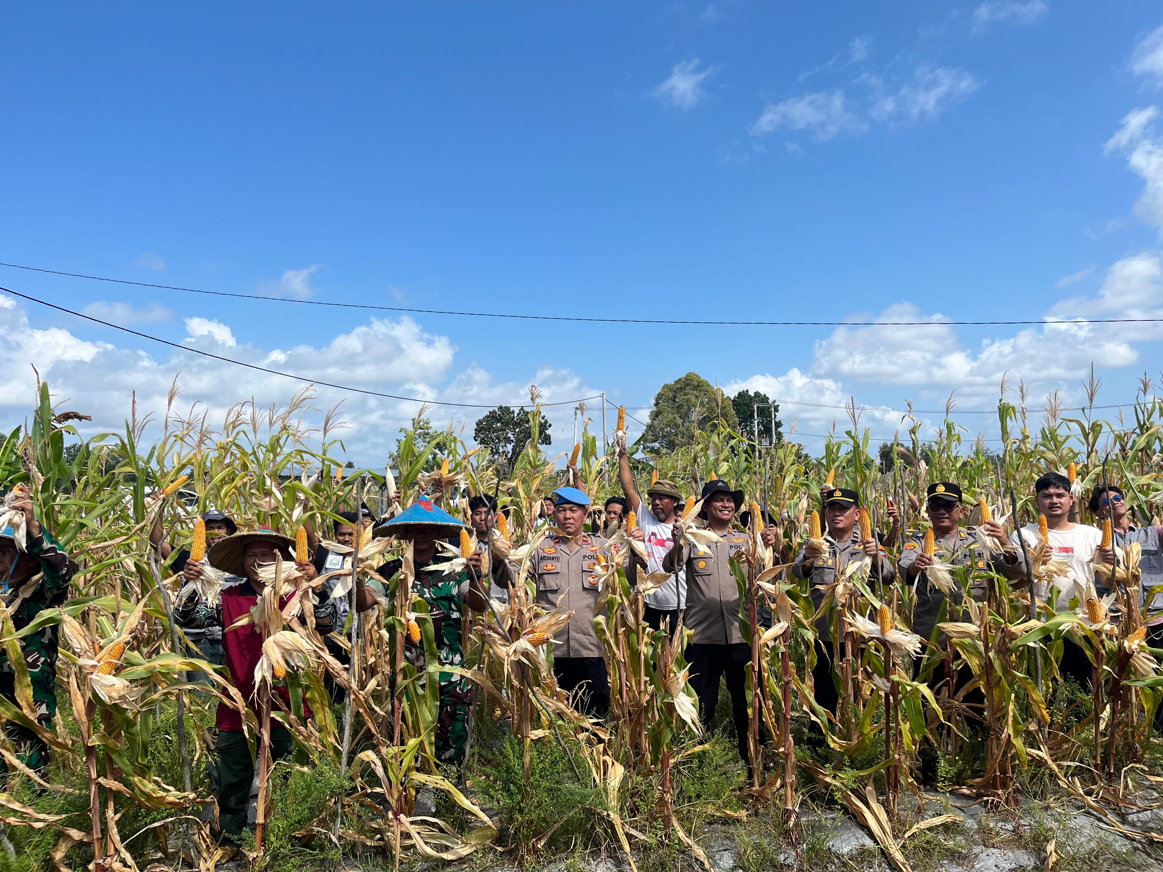 Kapolres Belitung Timur dan Mahasiswa KKN IAIN SAS Babel Panen Jagung Bersama Kelompok Tani: Wujud Sinergi Ketahanan Pangan Desa Gantung