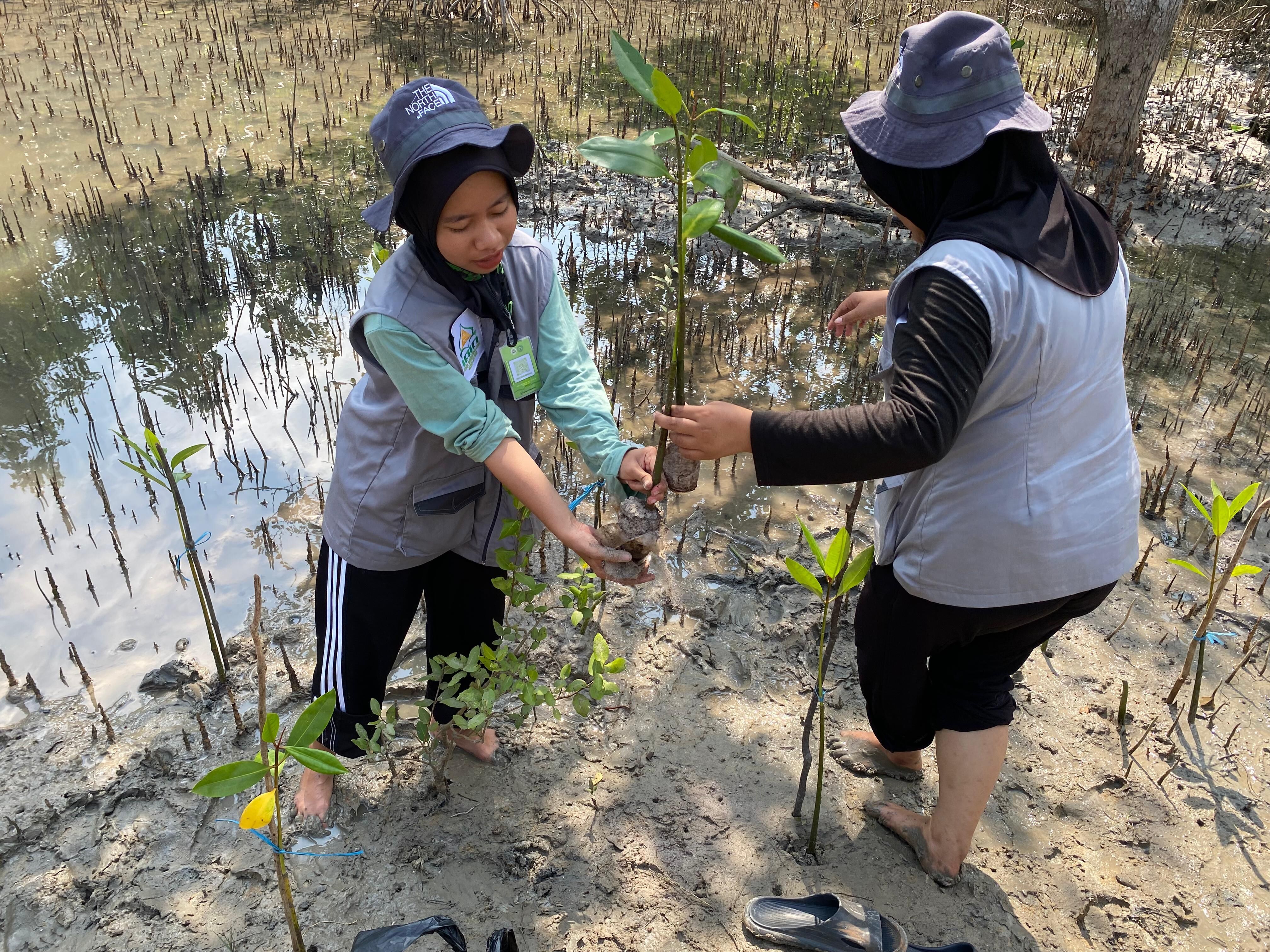 Mahasiswa KKN IAIN SAS Babel dan UIN Sunan Gunung Djati Bandung Ikut Membersamai KPLPB dalam Aksi Tanam Mangrove di Pantai Ombak