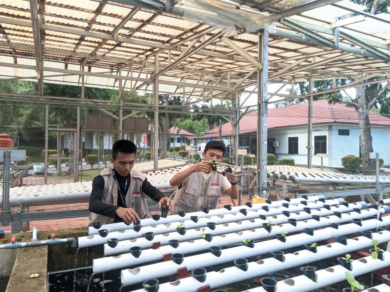 Mahasiswa KKN Ketahanan Pangan IAIN SAS Babel Kembangkan Aquaponik di Lingkungan Lanal Babel