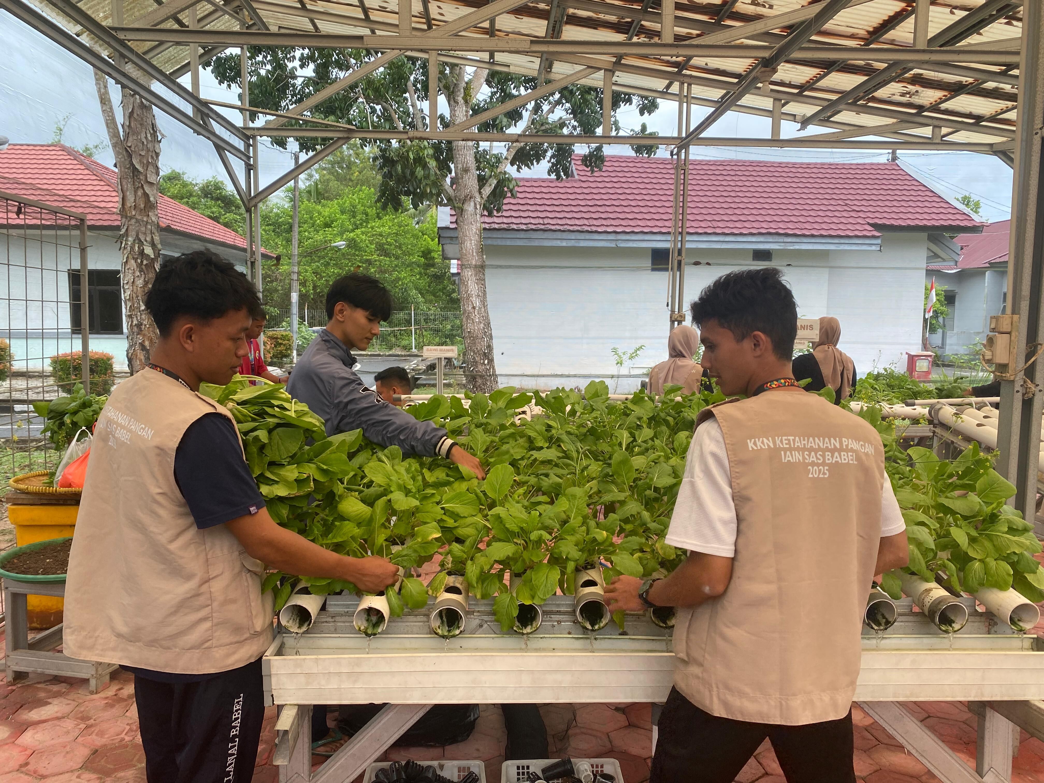 Sawi Manis Siap Panen: KKN Ketahanan Pangan IAIN SAS Babel Bersama Lanal Babel Budidaya Hidroponik di Pinggir Pantai