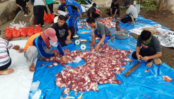 Hari Raya Idul Adha 1441 H, IAIN SAS Bangka Belitung  Menyembelih 3 Ekor Sapi