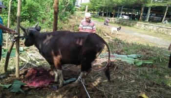 Idul Adha 1443 H, IAIN SAS Bangka Belitung Laksanakan Kurban