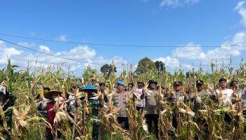 Kapolres Belitung Timur dan Mahasiswa KKN IAIN SAS Babel Panen Jagung Bersama Kelompok Tani: Wujud Sinergi Ketahanan Pangan Desa Gantung