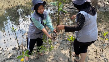 Mahasiswa KKN IAIN SAS Babel dan UIN Sunan Gunung Djati Bandung Ikut Membersamai KPLPB dalam Aksi Tanam Mangrove di Pantai Ombak