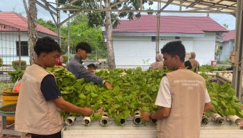 Sawi Manis Siap Panen: KKN Ketahanan Pangan IAIN SAS Babel Bersama Lanal Babel Budidaya Hidroponik di Pinggir Pantai